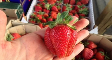 Jak sázet a pečovat o jahody frigo metodou